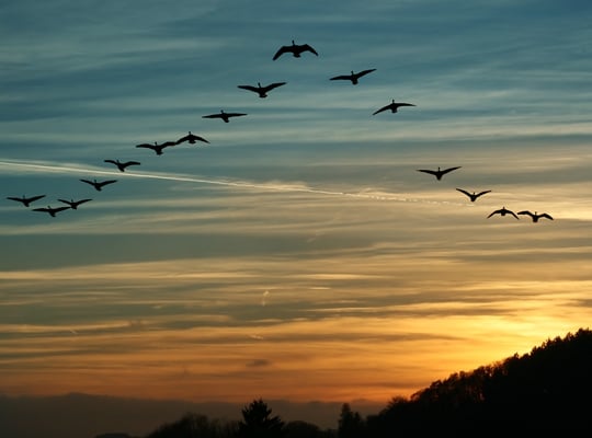 Flock of birds showing self-organization