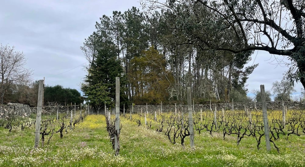 he pruned vineyard a few weeks before spring_NagarriansAtPlay