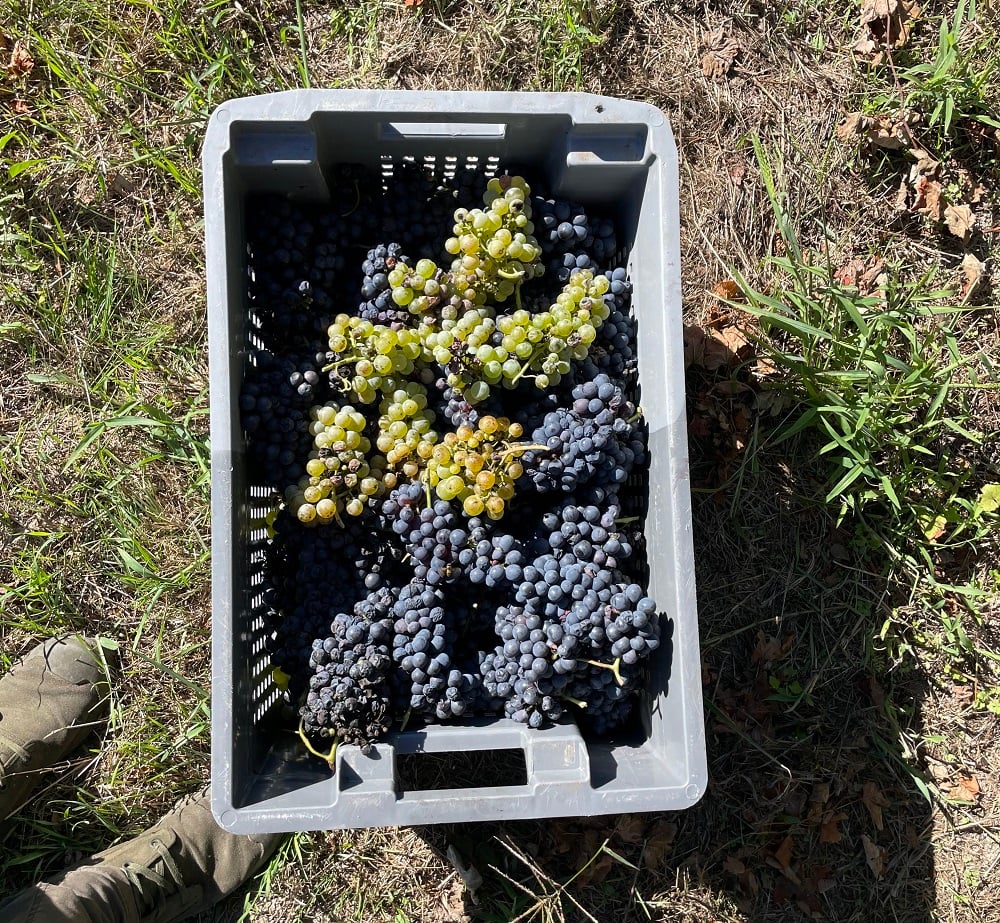 One of the Vineyard plots is more than 100 years old. Back then, 30+ different varieties were planted together, both red and white.