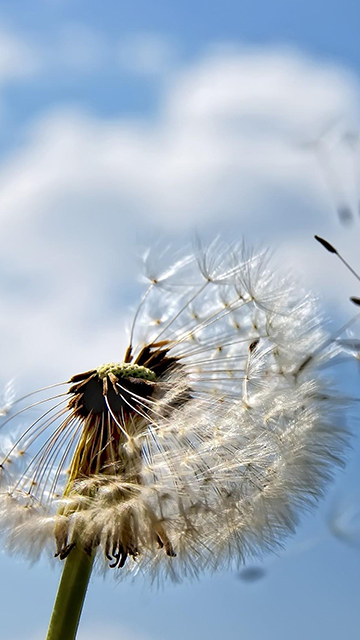 Mobile Banner_Dandelion