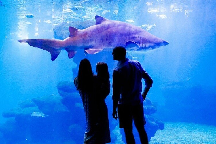 Famille regardant un grand poisson bleu à l'Aquarium de Palma
