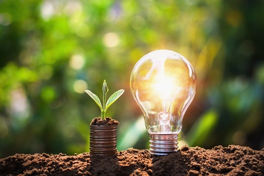 A light bulb and sapling depicting growth