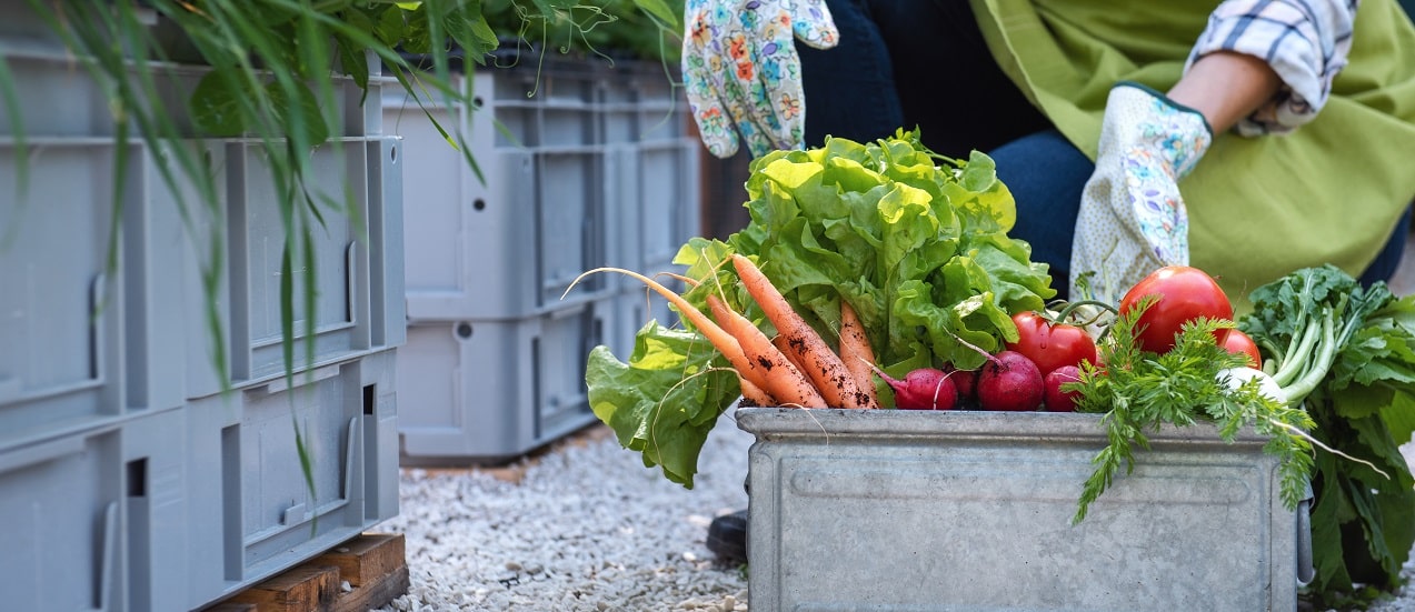 Urban farming – Sarika Bhatt – NagarriansAtPlay – Nagarro