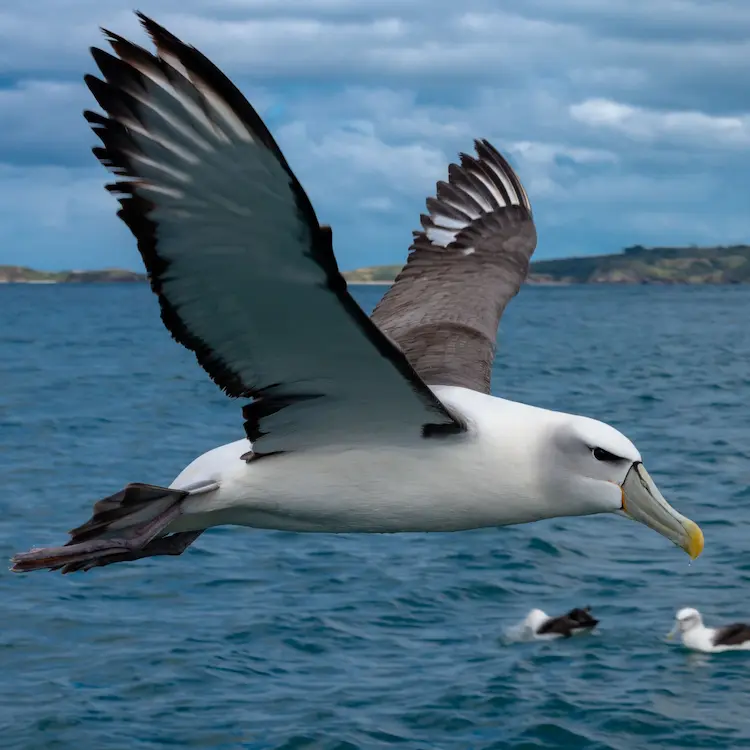Albatross-Homepage-min--compressed